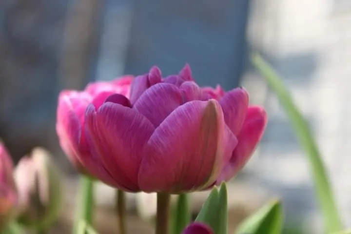 Custom residential landscaping in Geneva, IL by Byrd Ponds