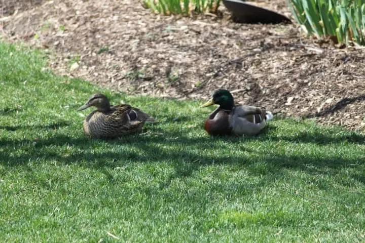 Reliable landscape design in Geneva, IL by Byrd Ponds