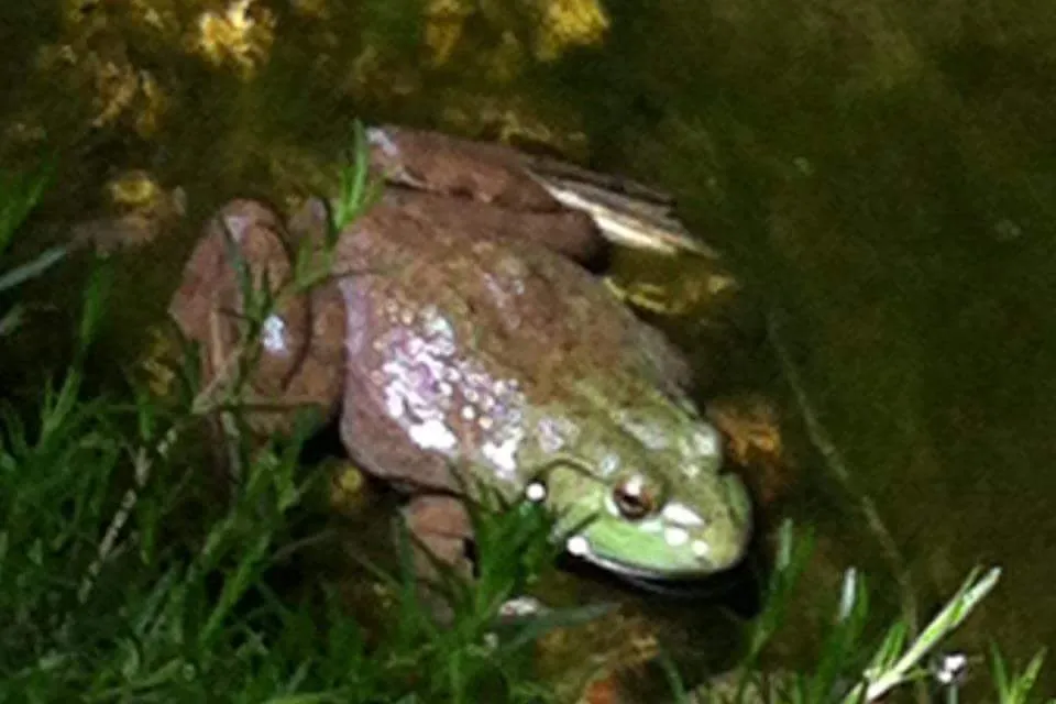 Affordable residential landscaping near you across Geneva, IL - Byrd Ponds