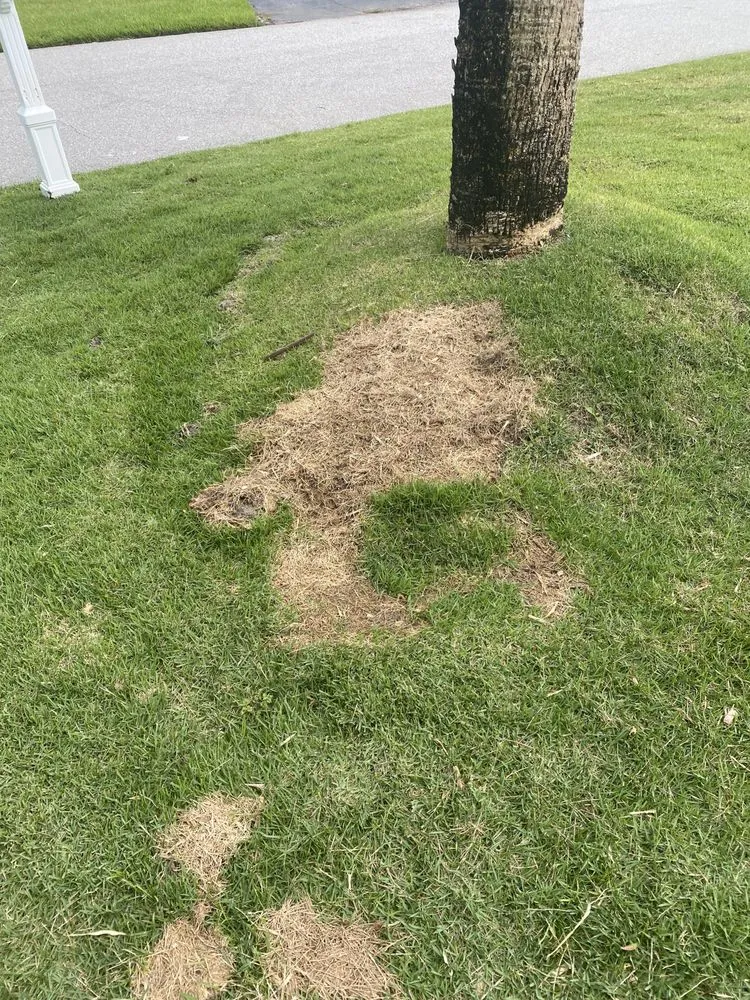 Expert lawn mowing service for year-round maintenance across Melbourne, FL - Byrd's Lawn & Landscape