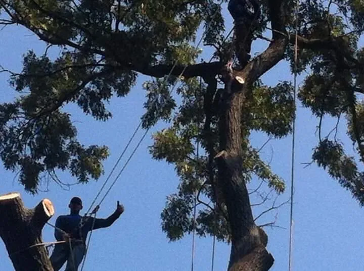 Custom garden landscaping for year-round maintenance in Annapolis, MD by Byron & Son Landscaping