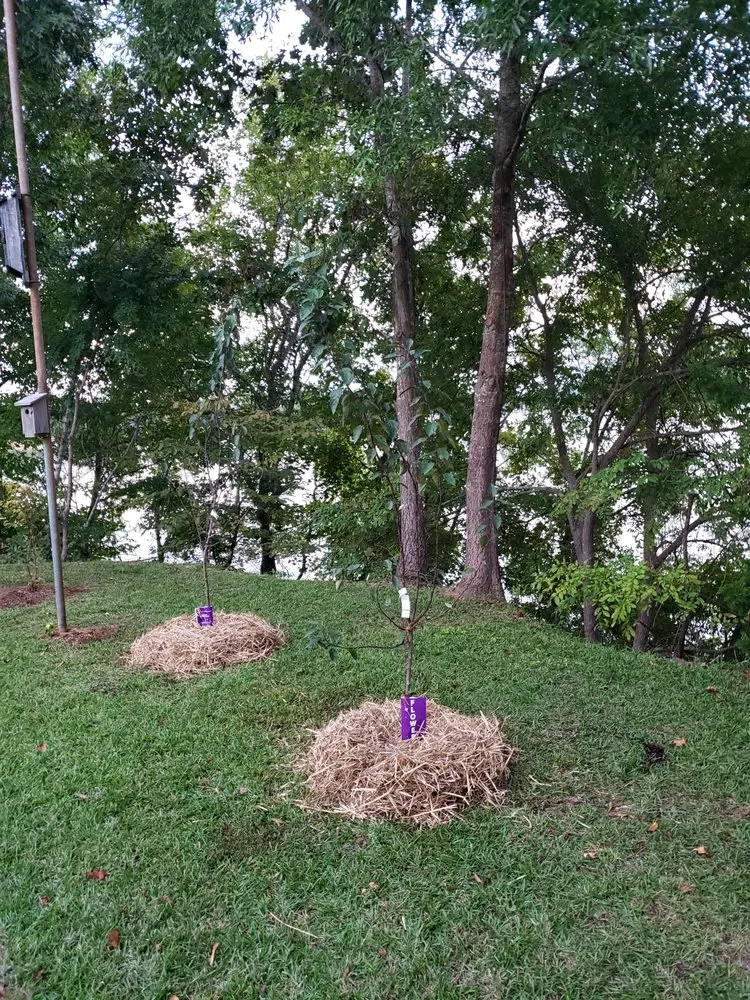 Custom yard cleanup service for outdoor upgrades in Ridgeway, SC by Byron Hanna Lawn and Tractor