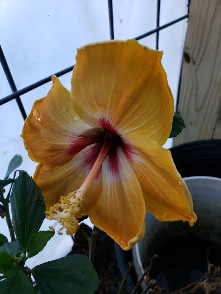 Affordable lawn care service in Ridgeway, SC - Byron Hanna Lawn and Tractor