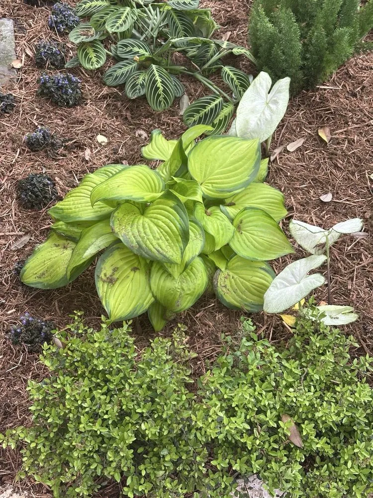 Reliable garden landscaping in Houston, TX by Byron's Landscaping