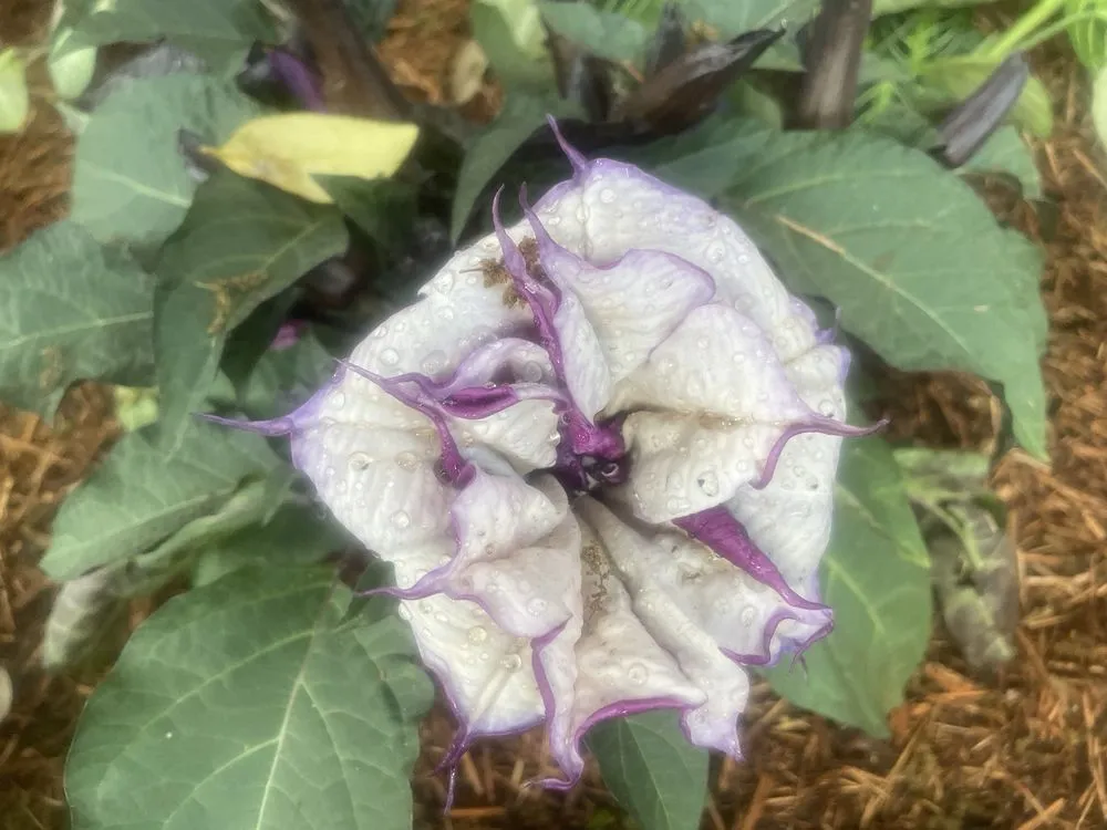 Custom landscape design in Houston, TX - Byron's Landscaping