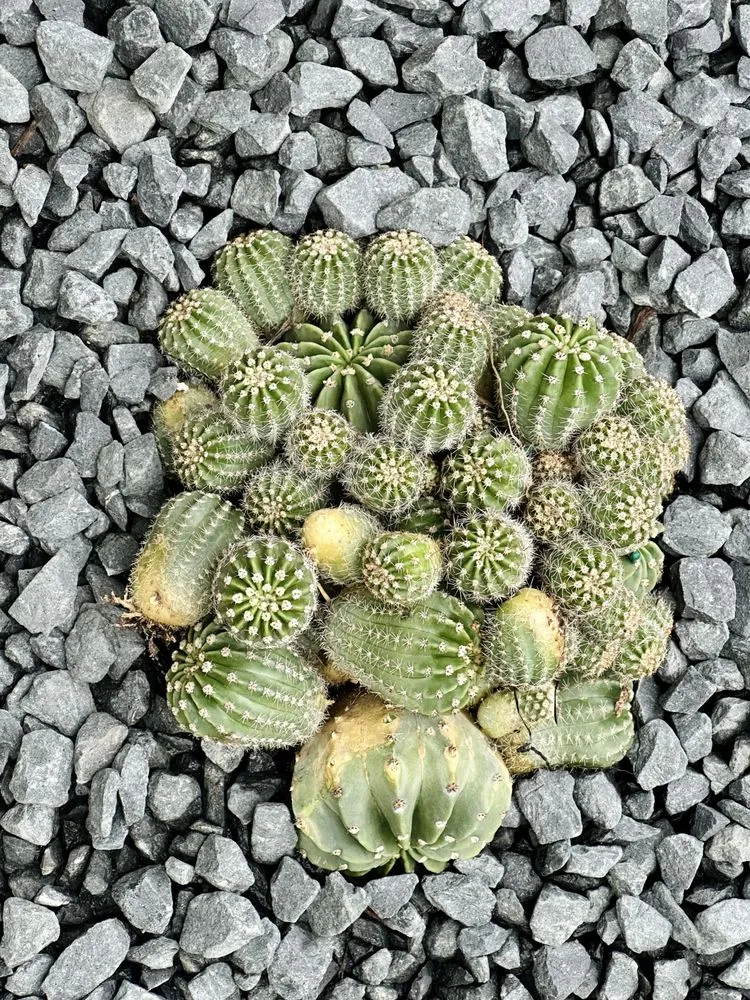 Top-rated residential landscaping near you across Houston, TX - Byron's Landscaping