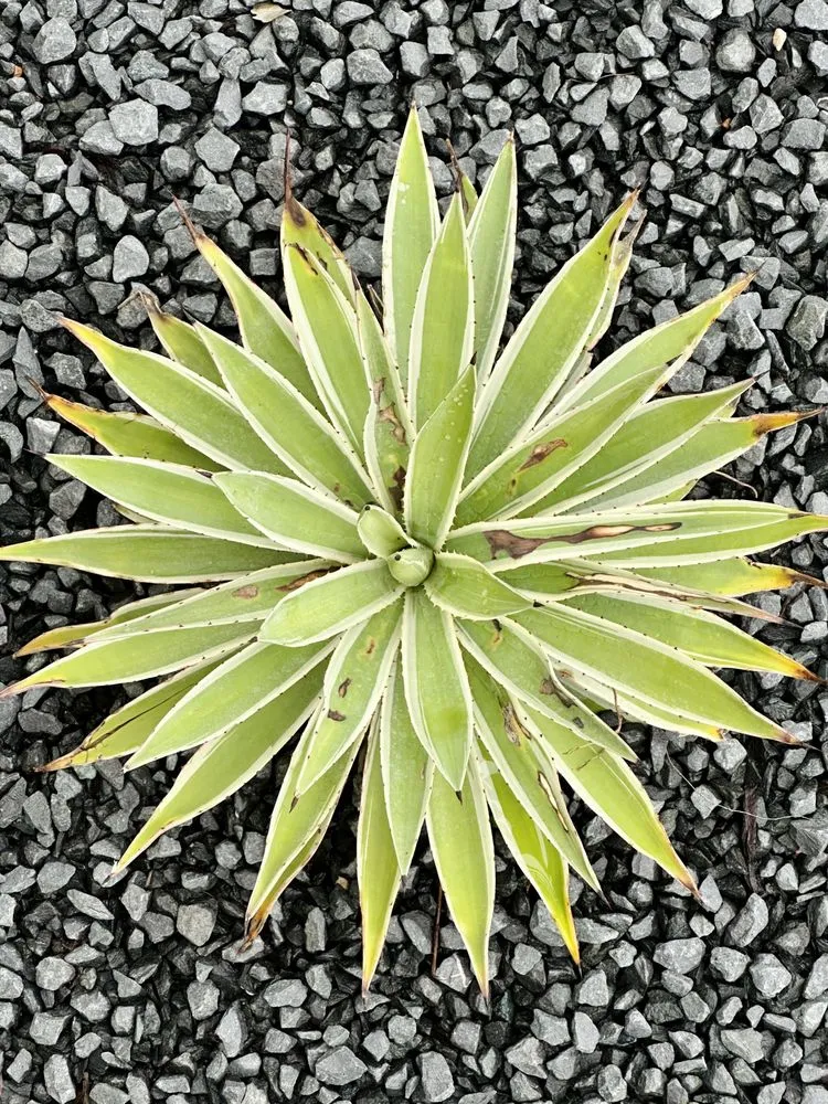 Trusted lawn care service for year-round maintenance in Houston, TX by Byron's Landscaping