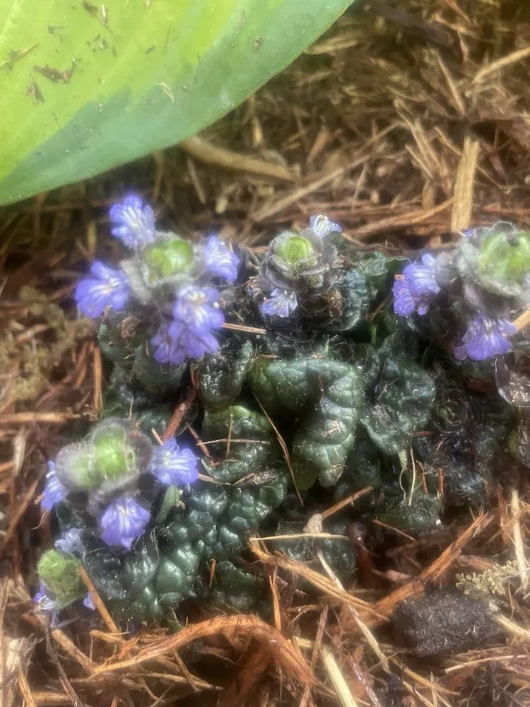 Top-rated landscape design for year-round maintenance in Houston, TX by Byron's Landscaping