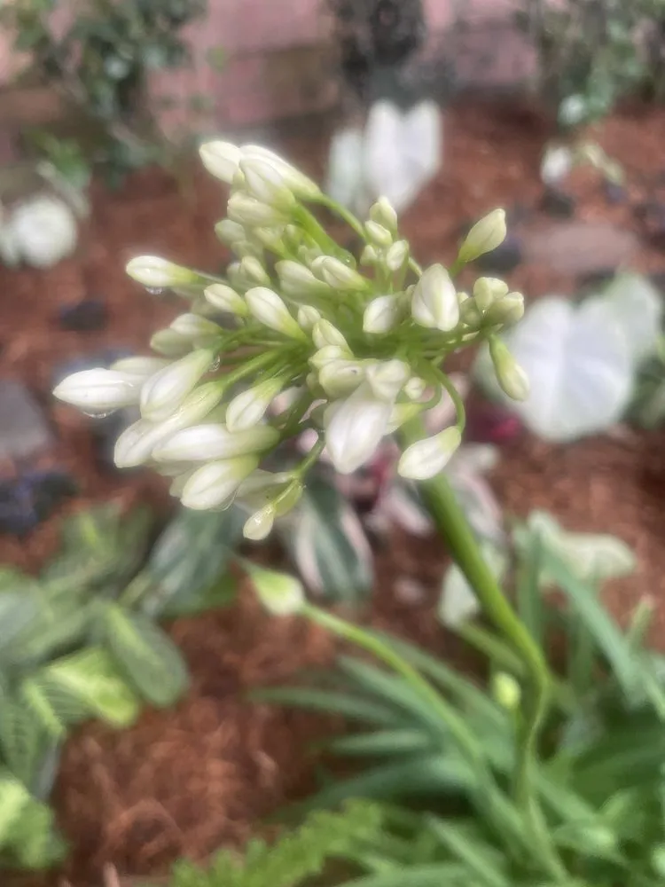 Reliable residential landscaping in Houston, TX - Byron's Landscaping