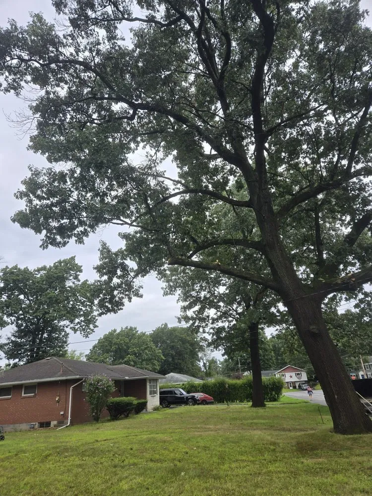 Professional yard cleanup service in Duanesburg, NY - Bz Trees Service and Landscaping