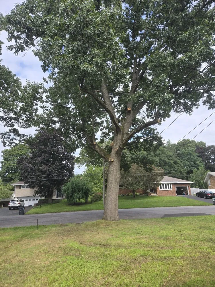 Trusted residential landscaping in Duanesburg, NY - Bz Trees Service and Landscaping