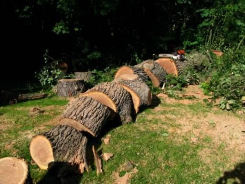 Professional yard maintenance in Austin, MN by B'z Treez Service