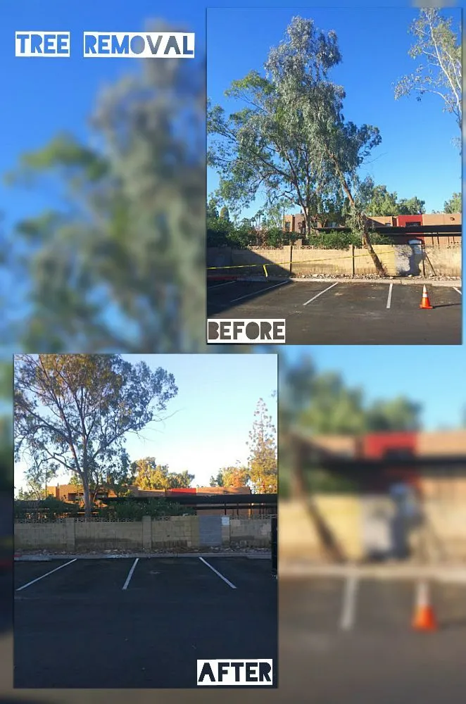 Top-rated landscape installation for outdoor upgrades across Mesa, AZ - C & A Landscapes