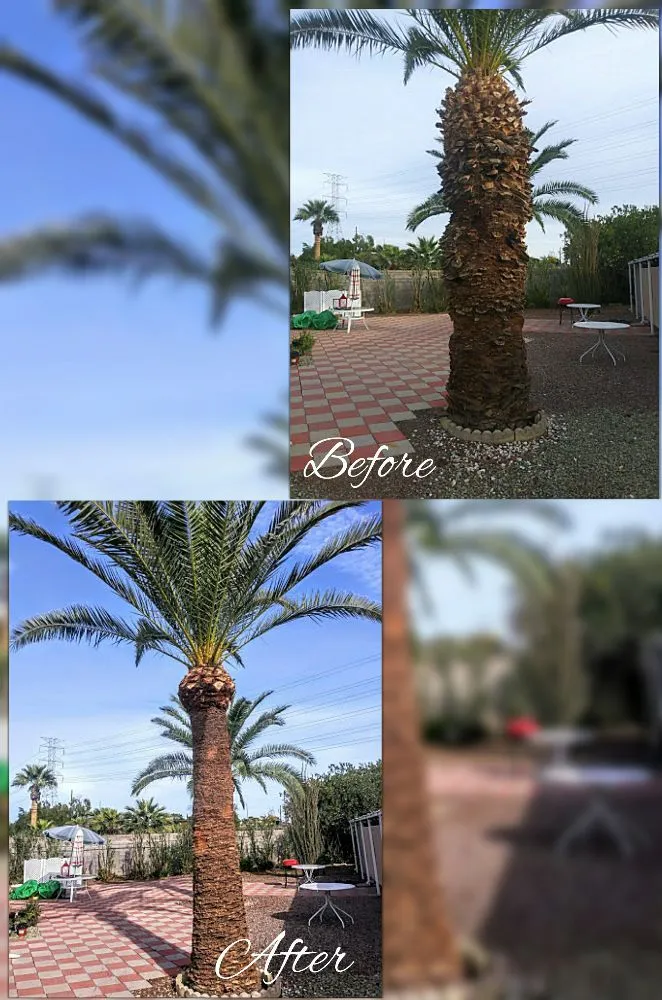 Local landscape design near you in Mesa, AZ by C & A Landscapes