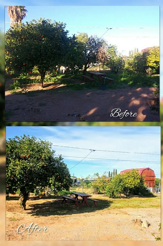 Expert yard cleanup service for residential properties in Mesa, AZ by C & A Landscapes