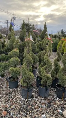 C & B Lawn Care Service Logo