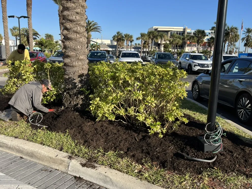 Expert landscaping services near you across Tampa Bay, FL - C & B' s Paradise Landscapes