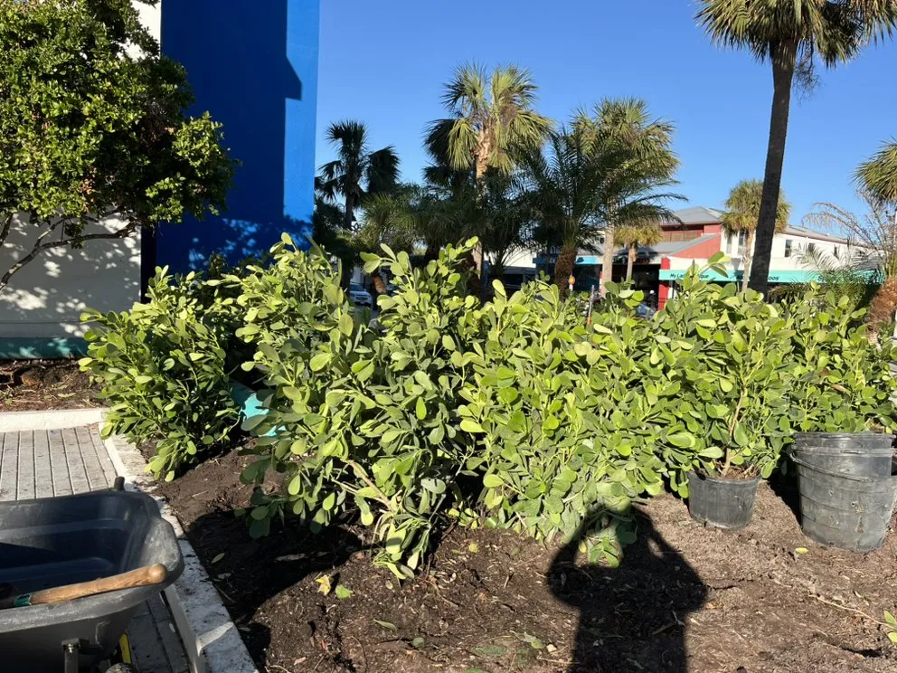 Custom lawn mowing service experts serving Tampa Bay, FL - C & B' s Paradise Landscapes