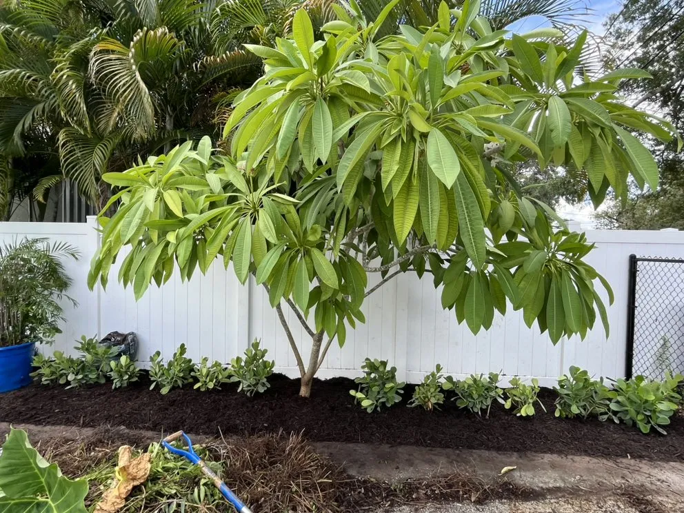 Trusted yard cleanup service in Tampa Bay, FL by C & B' s Paradise Landscapes