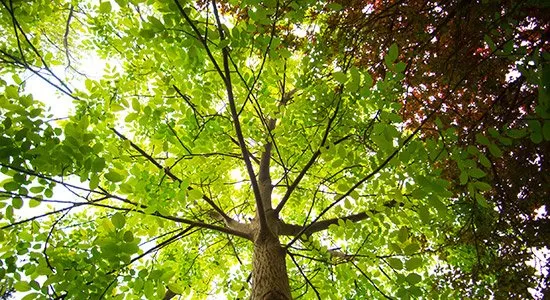 Local lawn care service experts serving Novato, CA - C & C Team Landscaping