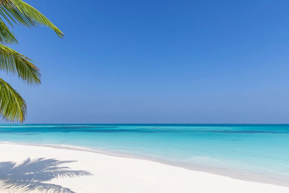 Affordable lawn mowing service in Sarasota, FL by C & C Tree Service