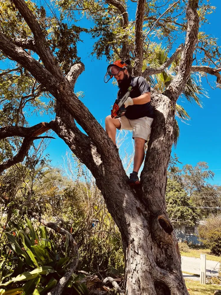 Local landscaping services in Sarasota, FL by C & C Tree Service