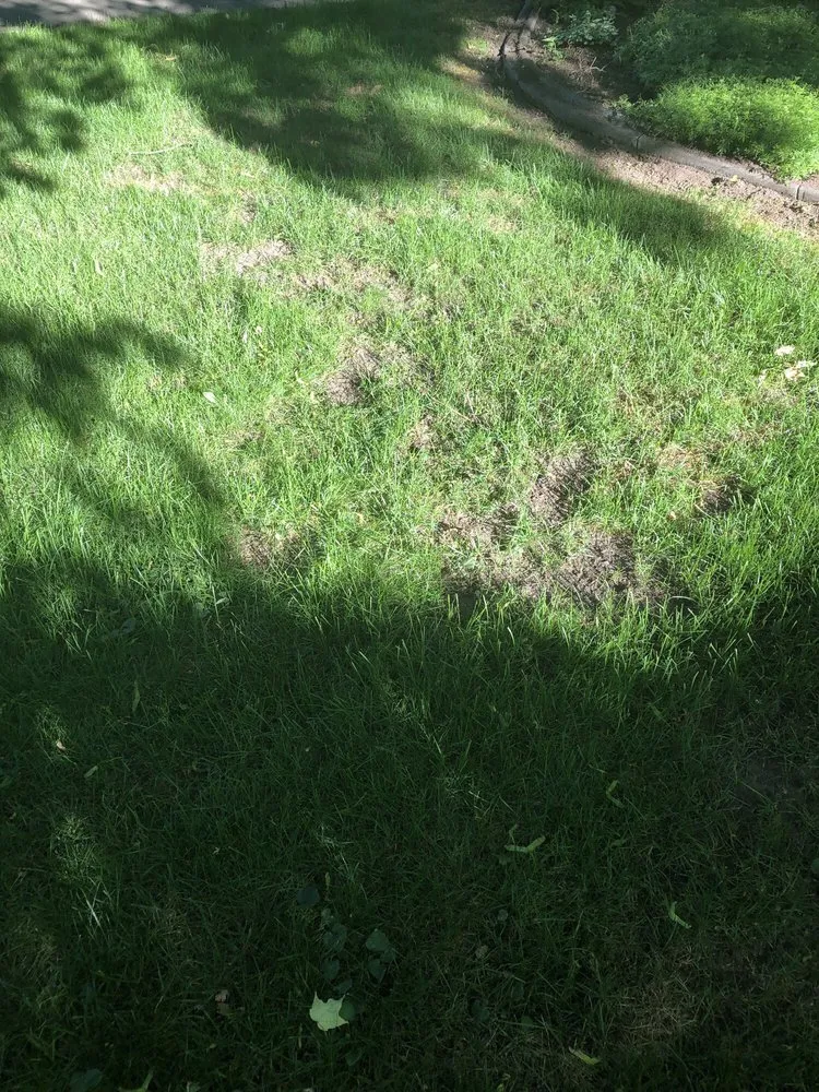 Reliable lawn mowing service in Spokane, WA - C & C Yard Care