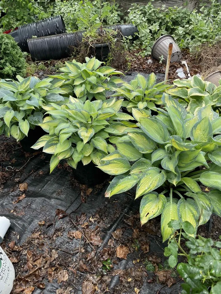 Top-rated landscape installation with custom design across Holland, MI - C & C's Plants and Landscapes