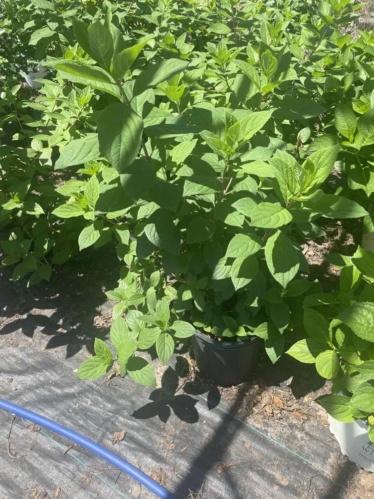 Custom lawn care service for residential properties across Holland, MI - C & C's Plants and Landscapes