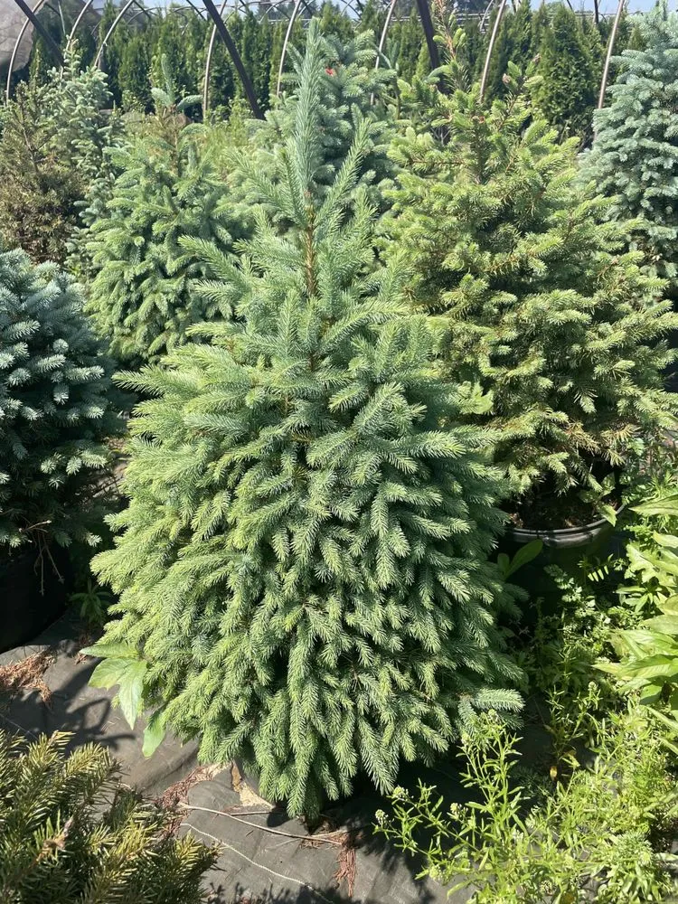 Affordable lawn mowing service with custom design in Holland, MI by C & C's Plants and Landscapes