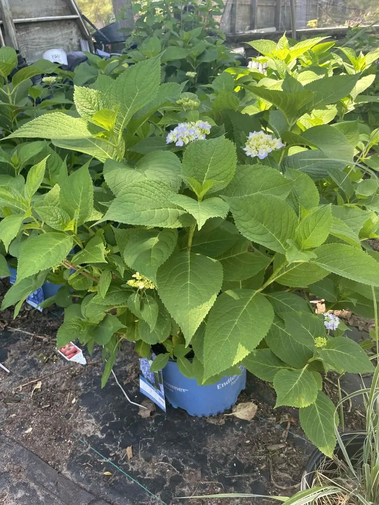 Trusted landscaping services experts serving Holland, MI - C & C's Plants and Landscapes