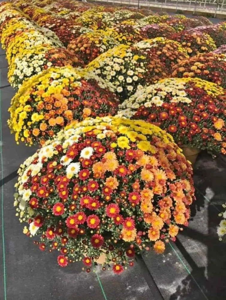 Local yard maintenance for outdoor upgrades in Holland, MI by C & C's Plants and Landscapes