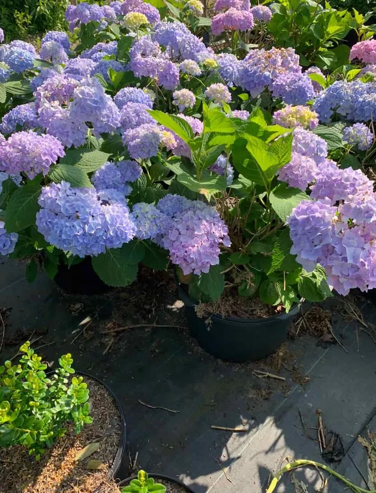 Expert yard cleanup service for homes in Holland, MI by C & C's Plants and Landscapes