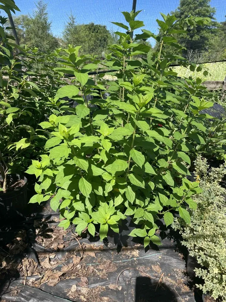 Affordable garden landscaping in Holland, MI - C & C's Plants and Landscapes