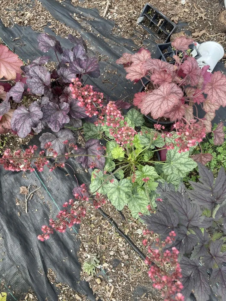 Professional garden landscaping for homes in Holland, MI by C & C's Plants and Landscapes