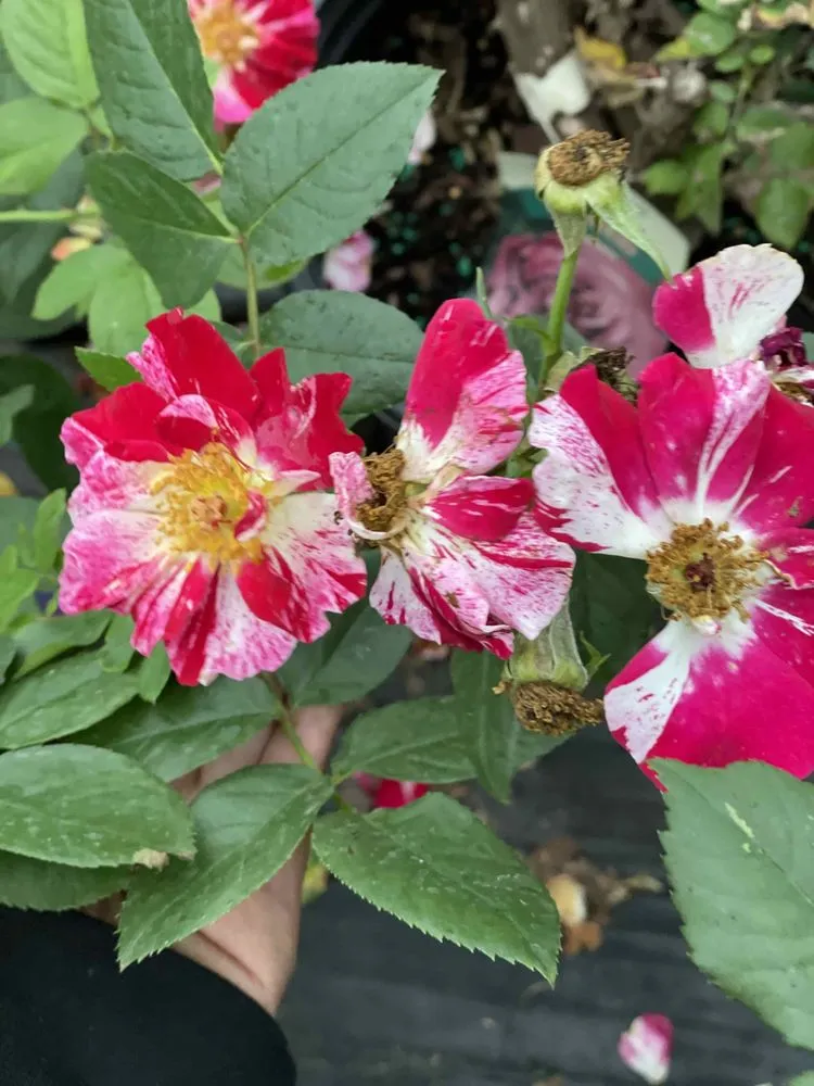 Local garden landscaping in Holland, MI by C & C's Plants and Landscapes