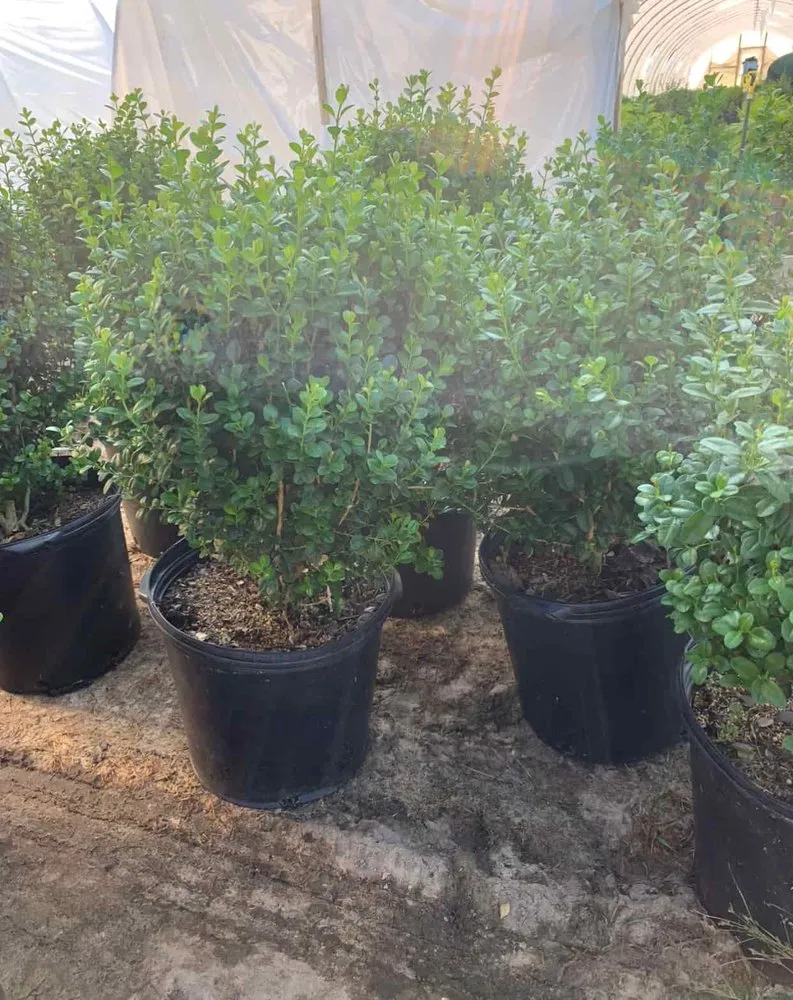 Professional yard maintenance in Holland, MI - C & C's Plants and Landscapes