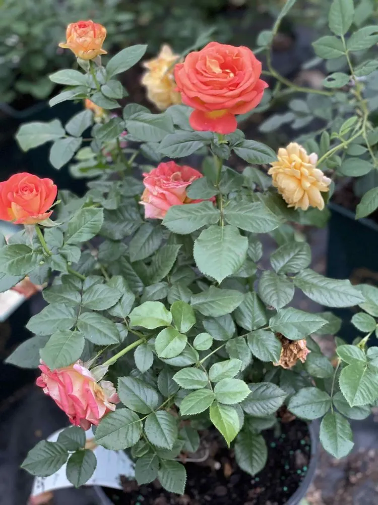 Expert landscape design near you in Holland, MI by C & C's Plants and Landscapes