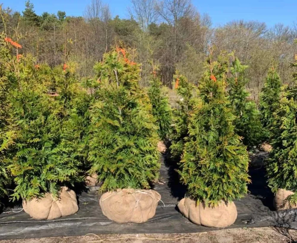 Trusted landscaping services experts serving Holland, MI - C & C's Plants and Landscapes