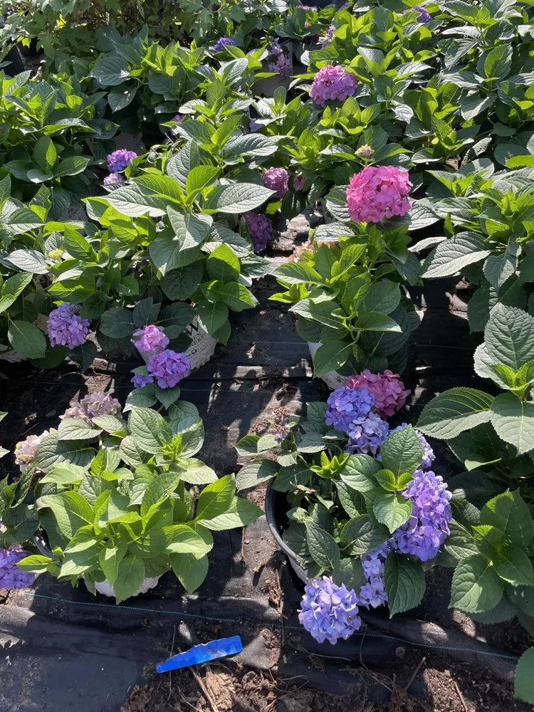 Affordable outdoor landscaping for year-round maintenance in Holland, MI by C & C's Plants and Landscapes