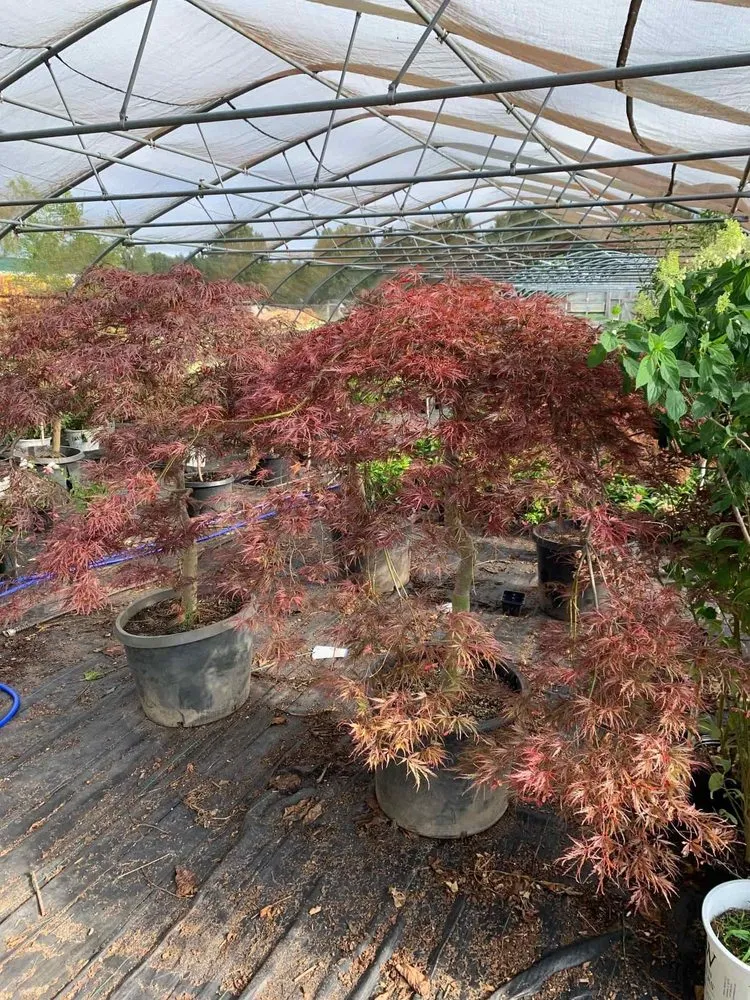 Local residential landscaping with custom design in Holland, MI by C & C's Plants and Landscapes