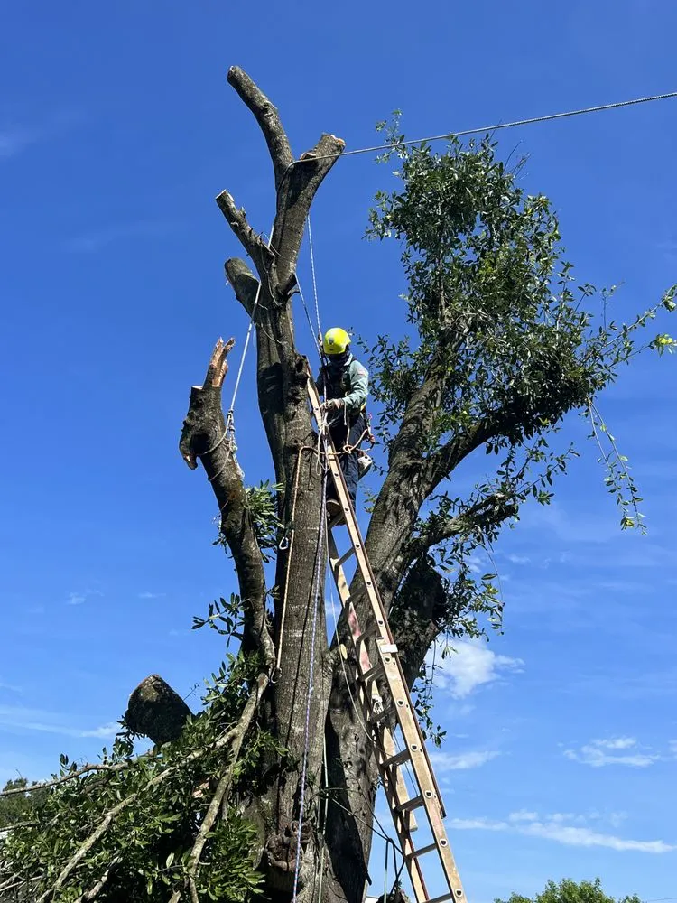 Top-rated yard maintenance for outdoor upgrades in Port St. Lucie, FL by C & E Landscaping Services