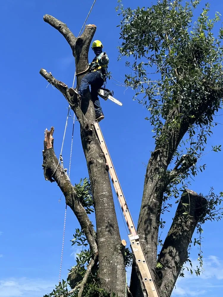 Affordable outdoor landscaping near you across Port St. Lucie, FL - C & E Landscaping Services