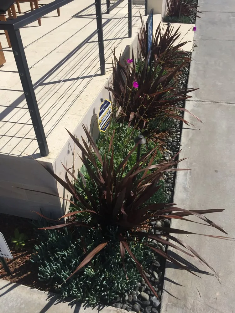 Expert yard maintenance for year-round maintenance in Costa Mesa, CA by C & H Landscape