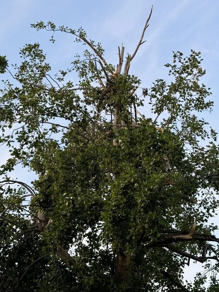 Expert landscaping services for beautiful yards in Sikeston, MO by C & J Tree & Lawn Service