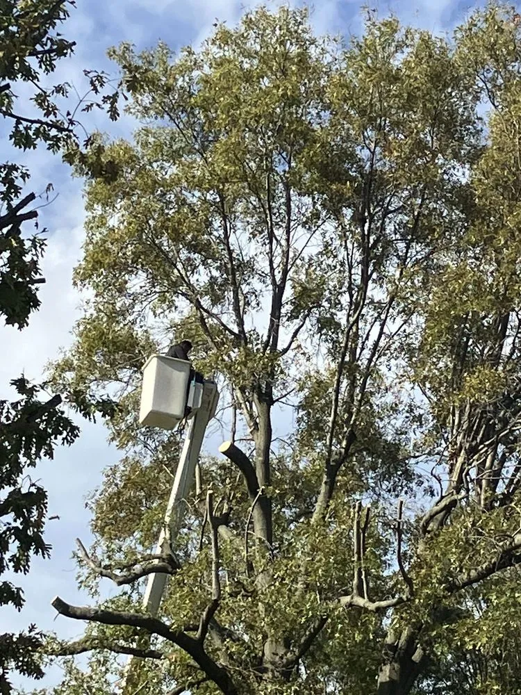 Custom yard cleanup service experts serving Sikeston, MO - C & J Tree & Lawn Service