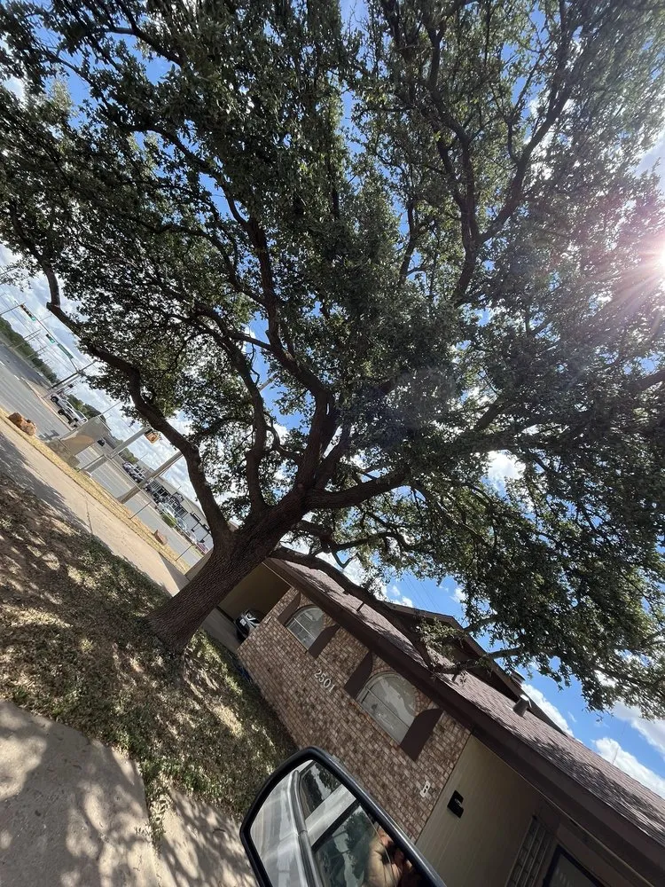 Local landscaping services in Lubbock, TX - C & J’s Junk Removal Landscaping