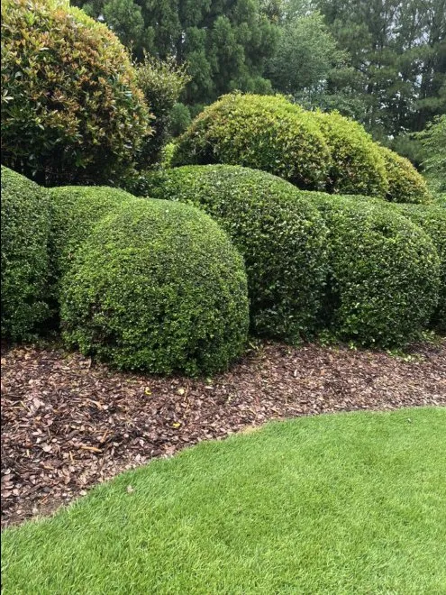 Top-rated landscaping services for residential properties across Ash, NC - C & J's Lawn Care Services