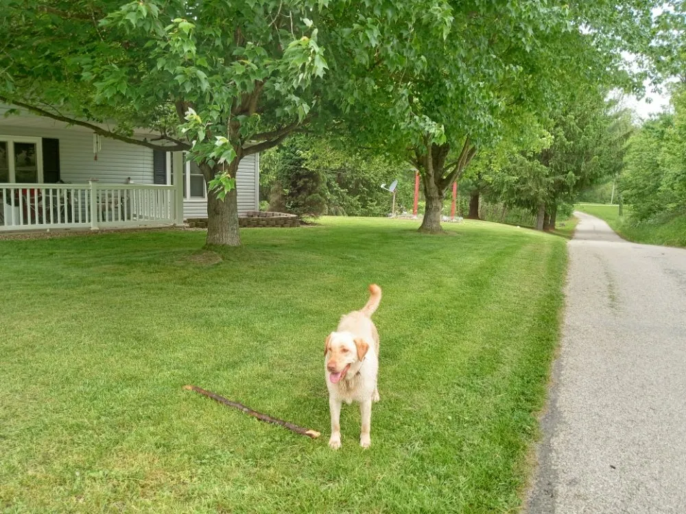 Local residential landscaping in Jasonville, IN by C & K Lawn Care and Handyman