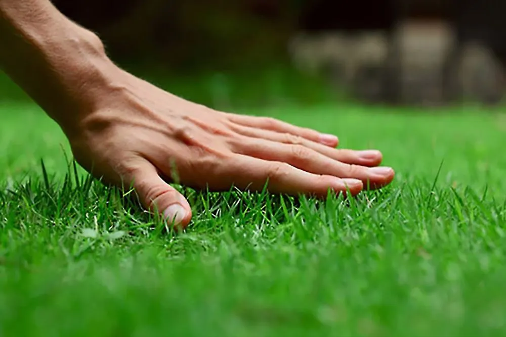 Custom lawn mowing service for outdoor upgrades across Maysville, NC - C & M Landscaping